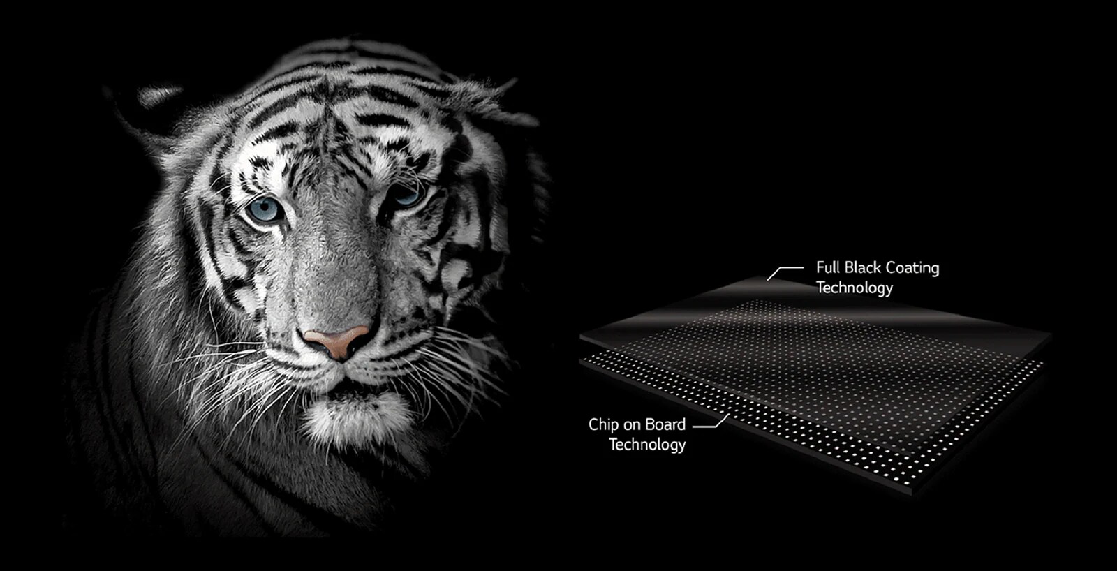 A face of a white tiger for emphasizing the black color 